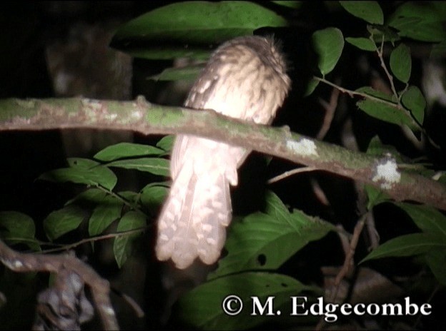 Gould's Frogmouth - ML200860531