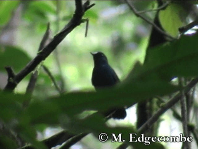 Sunda Robin (Sumatran) - ML200860541