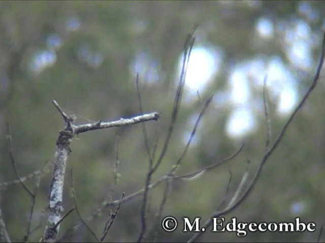 コシラヒゲカンムリアマツバメ - ML200860571