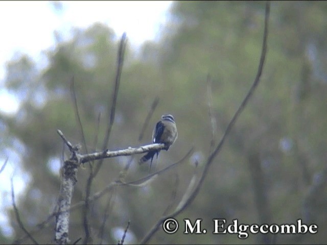 Whiskered Treeswift - ML200860581