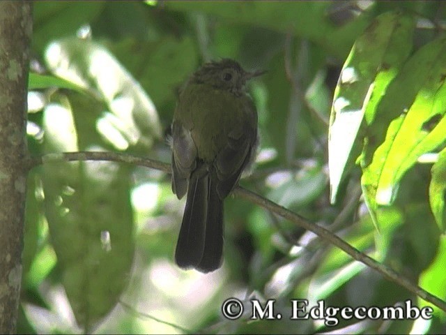 Sumatrabülbül - ML200860641