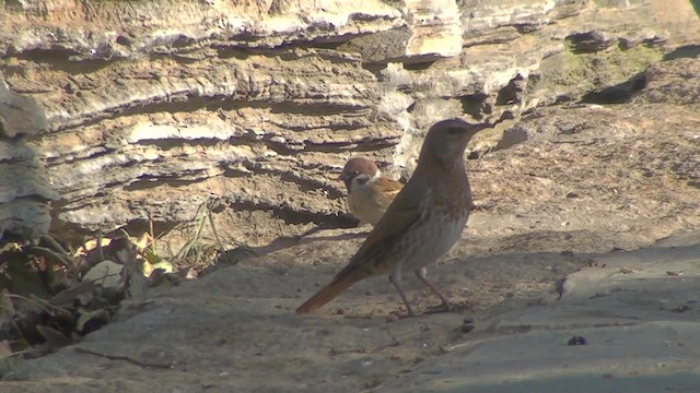 Naumann's Thrush - ML200860871