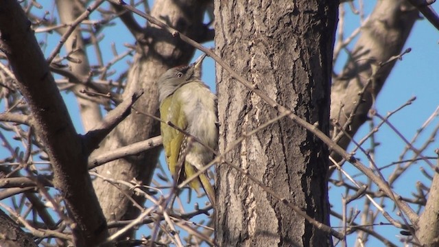Gray-headed Woodpecker (Gray-headed) - ML200860881