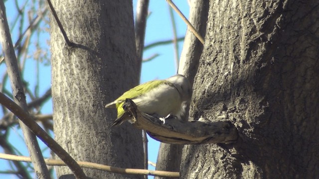 Gray-headed Woodpecker (Gray-headed) - ML200860891