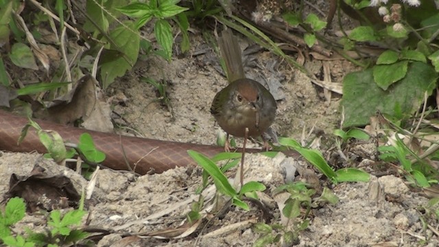 Rotstirn-Schneidervogel - ML200861001