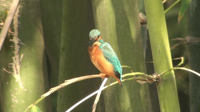 Common Kingfisher (Common) - ML200861061