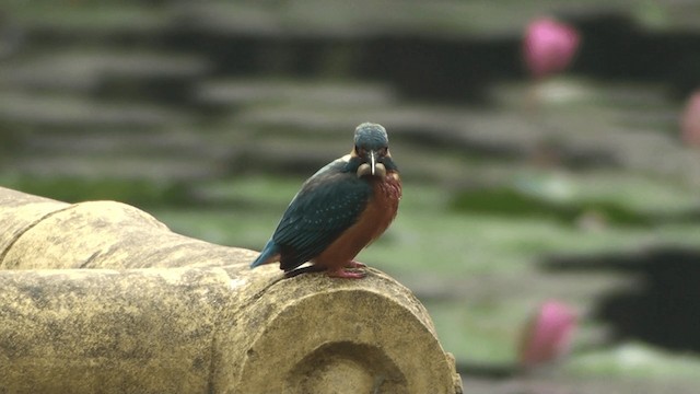 Common Kingfisher (Common) - ML200861071