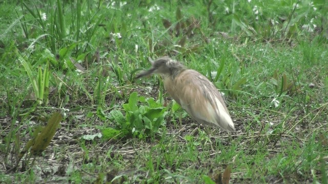 Squacco Heron - ML200861211