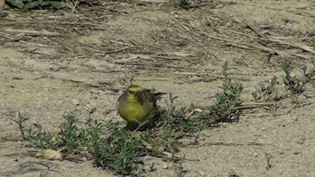 Corsican Finch - ML200861281