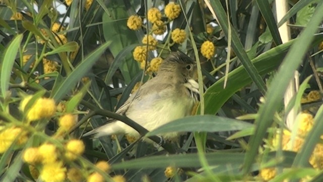 Melodious Warbler - ML200861301
