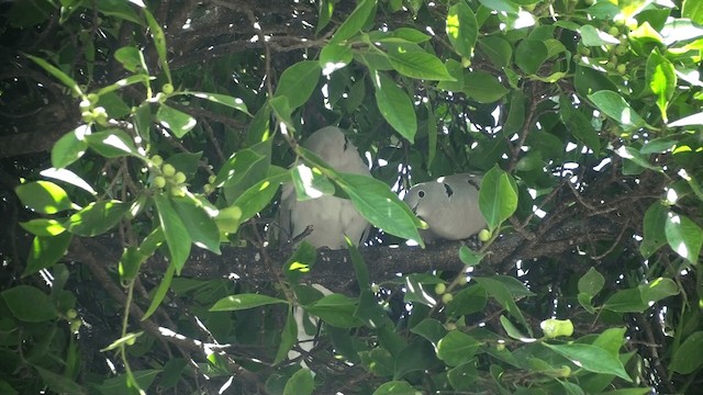 African Collared-Dove - ML200861371