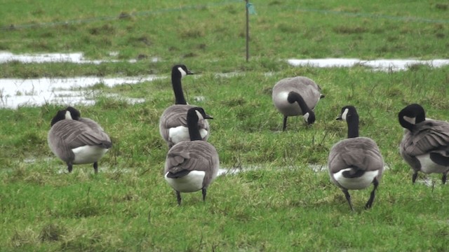 Canada Goose - ML200861401