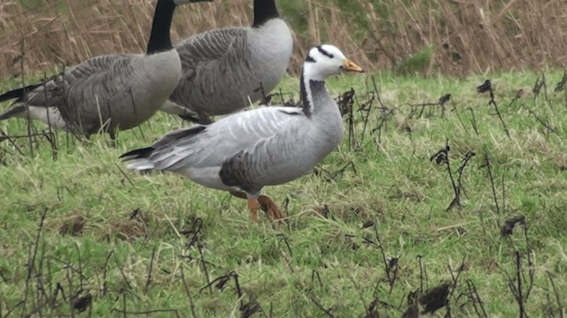 Bar-headed Goose - ML200861441