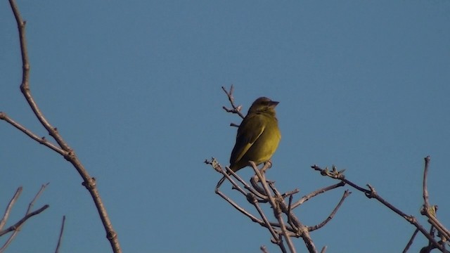 European Greenfinch - ML200861471