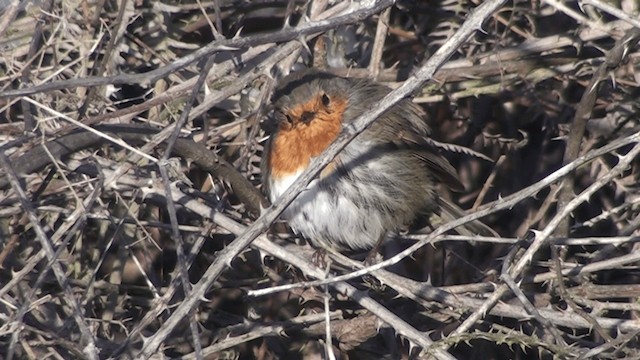 European Robin - ML200861491