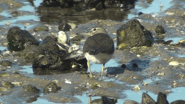 Common Sandpiper - ML200861501