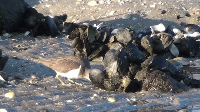 Common Sandpiper - ML200861511