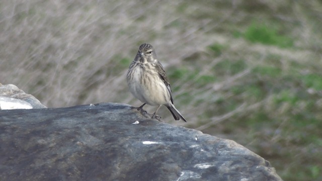 Eurasian Linnet - ML200861551