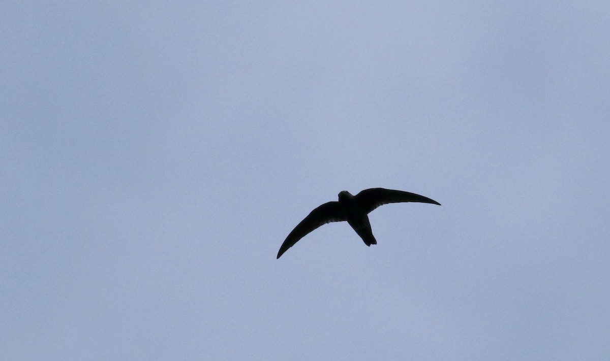 Black Swift - Jay McGowan