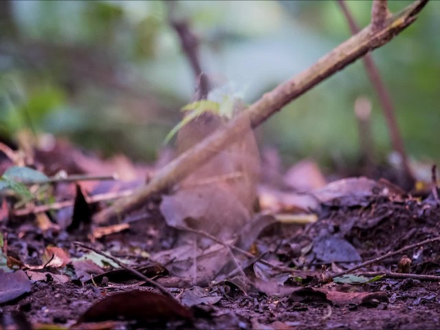 Schneider's Pitta - ML200861711