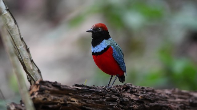 Sula Pitta - ML200861721