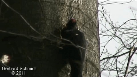 Black Woodpecker - ML200861841