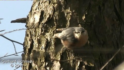 Eurasian Nuthatch - ML200861851