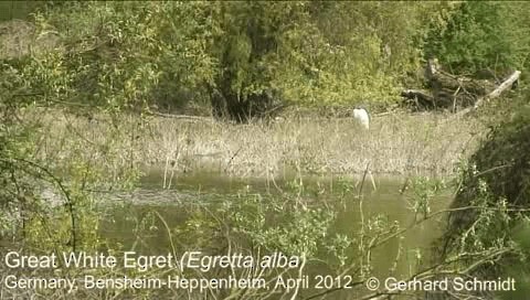 Great Egret - ML200861881