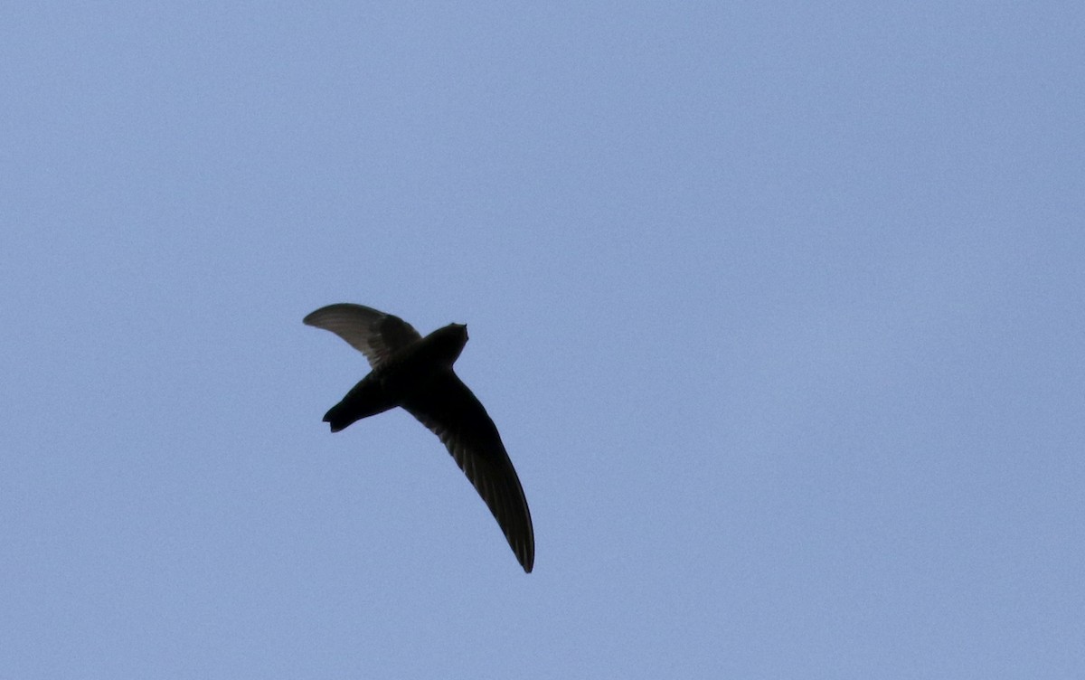 Black Swift - ML20086191