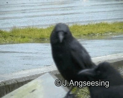 American Crow - ML200861971