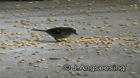 Azores Chaffinch - ML200862041