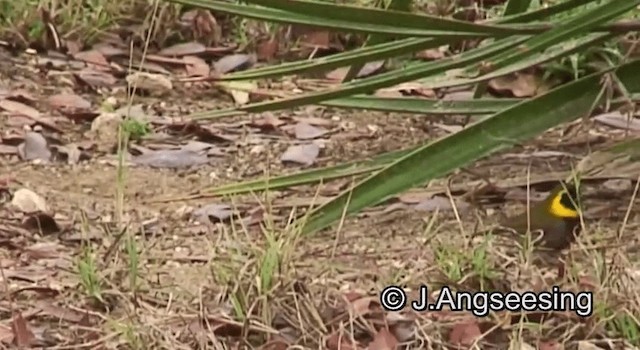 Cuban Grassquit - ML200862111