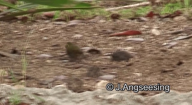 クビワスズメ - ML200862121