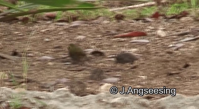 Cuban Grassquit - ML200862121