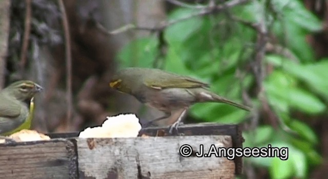 Yellow-faced Grassquit - ML200862131