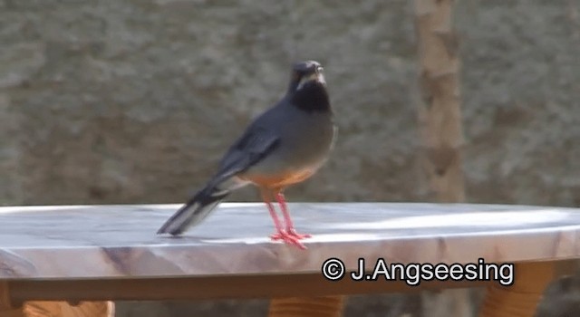 Western Red-legged Thrush (Rusty-bellied) - ML200862161