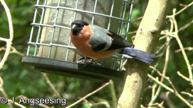 Eurasian Bullfinch (Eurasian) - ML200862401