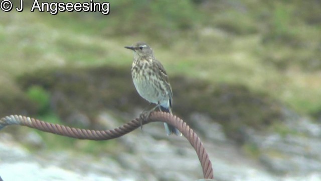 Rock Pipit (Eastern) - ML200862461