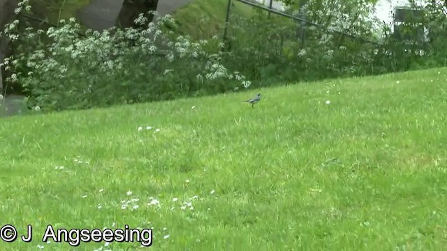 White Wagtail (White-faced) - ML200862471