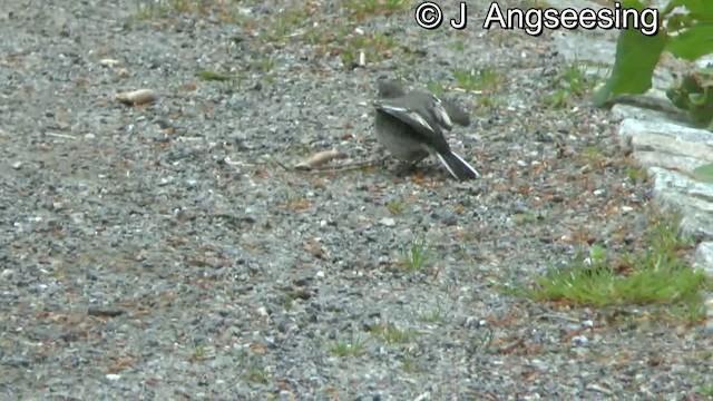White Wagtail (White-faced) - ML200862481