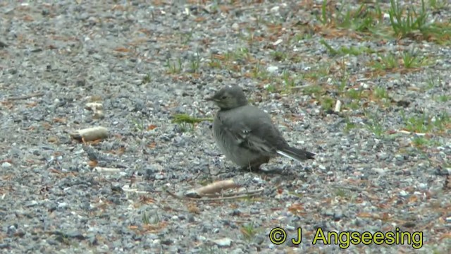 White Wagtail (White-faced) - ML200862491