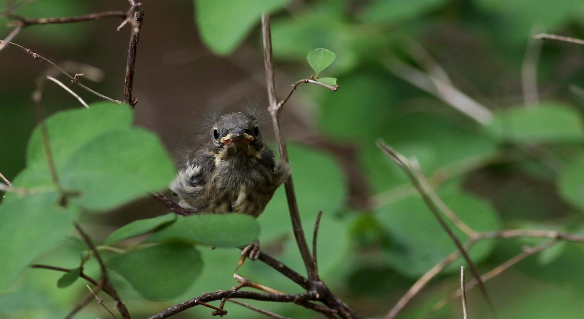 Townsend's Warbler - Jay McGowan
