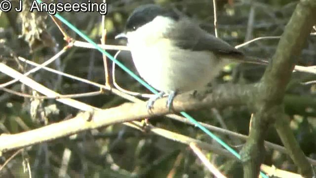 Marsh Tit - ML200862571