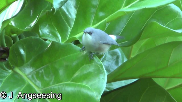 Mauritius Gray White-eye - ML200862631