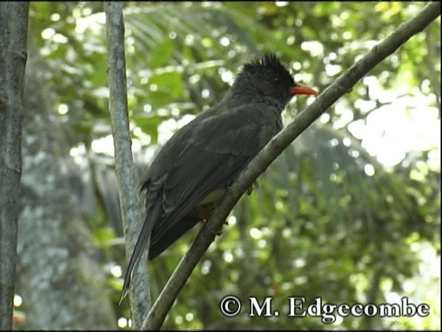Seychelles Bulbul - ML200862741