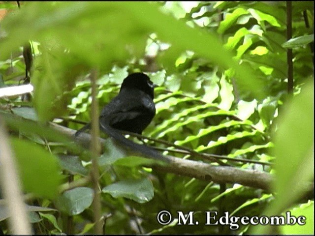 Monarca Colilargo de las Seychelles - ML200862751