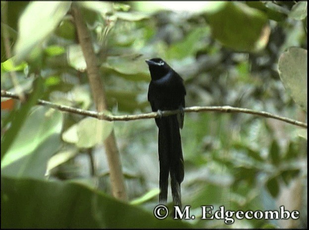 Monarca Colilargo de las Seychelles - ML200862761