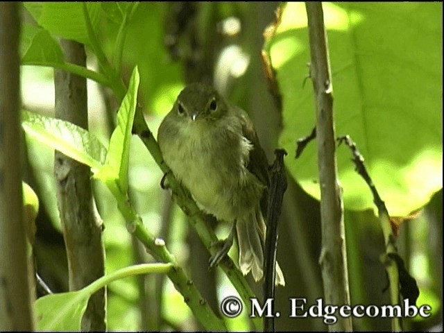 Seychelles Warbler - ML200862771