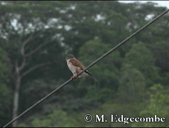 Seychelles Kestrel - ML200862781