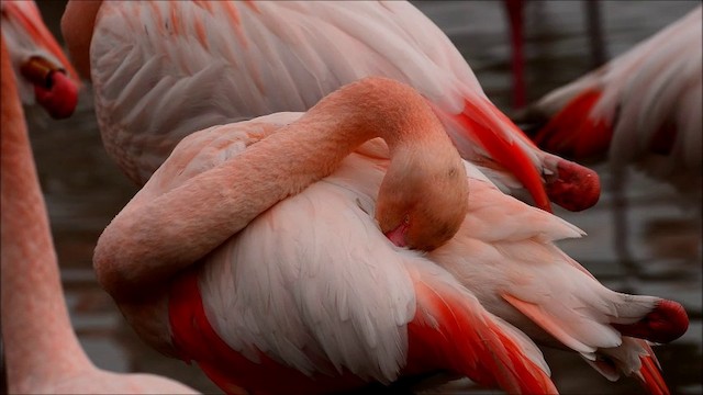 Greater Flamingo - ML200862831